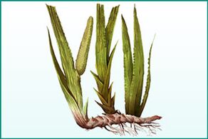 General strengthening and potentiating calamus
